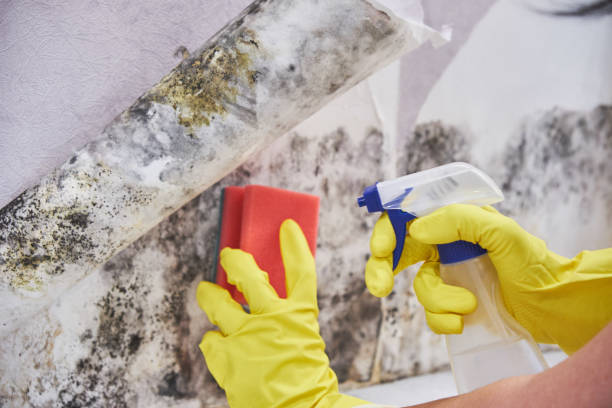 Best Mold Removal for HVAC Installations  in East Falmouth, MA